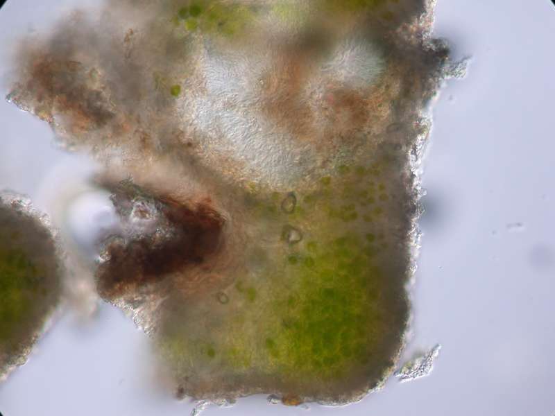 [Rinodina lavicola]